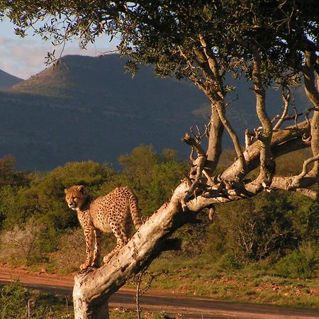 Samara Karoo Reserve Villa Graaff-Reinet Dış mekan fotoğraf